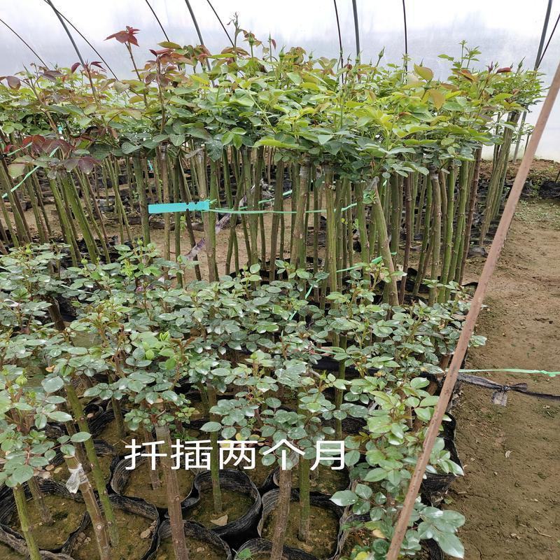 蔷小薇日本白花无刺蔷薇杆子枝条嫁接月季微月棒棒糖砧木容易