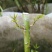 蔷小薇日本白花无刺蔷薇杆子枝条嫁接月季微月棒棒糖砧木容易