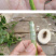 蔷小薇日本白花无刺蔷薇杆子枝条嫁接月季微月棒棒糖砧木容易