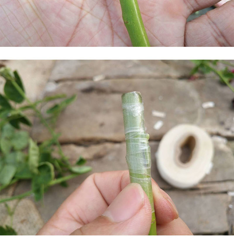蔷小薇日本白花无刺蔷薇杆子枝条嫁接月季微月棒棒糖砧木容易