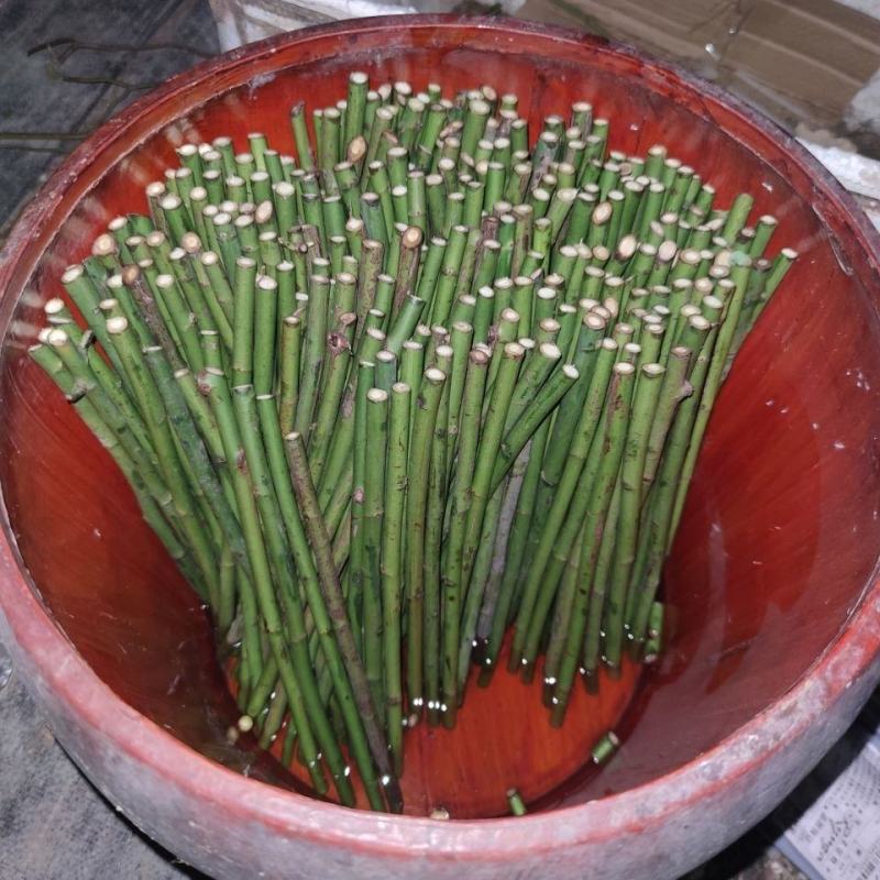 蔷小薇日本白花无刺蔷薇杆子枝条嫁接月季微月棒棒糖砧木容易