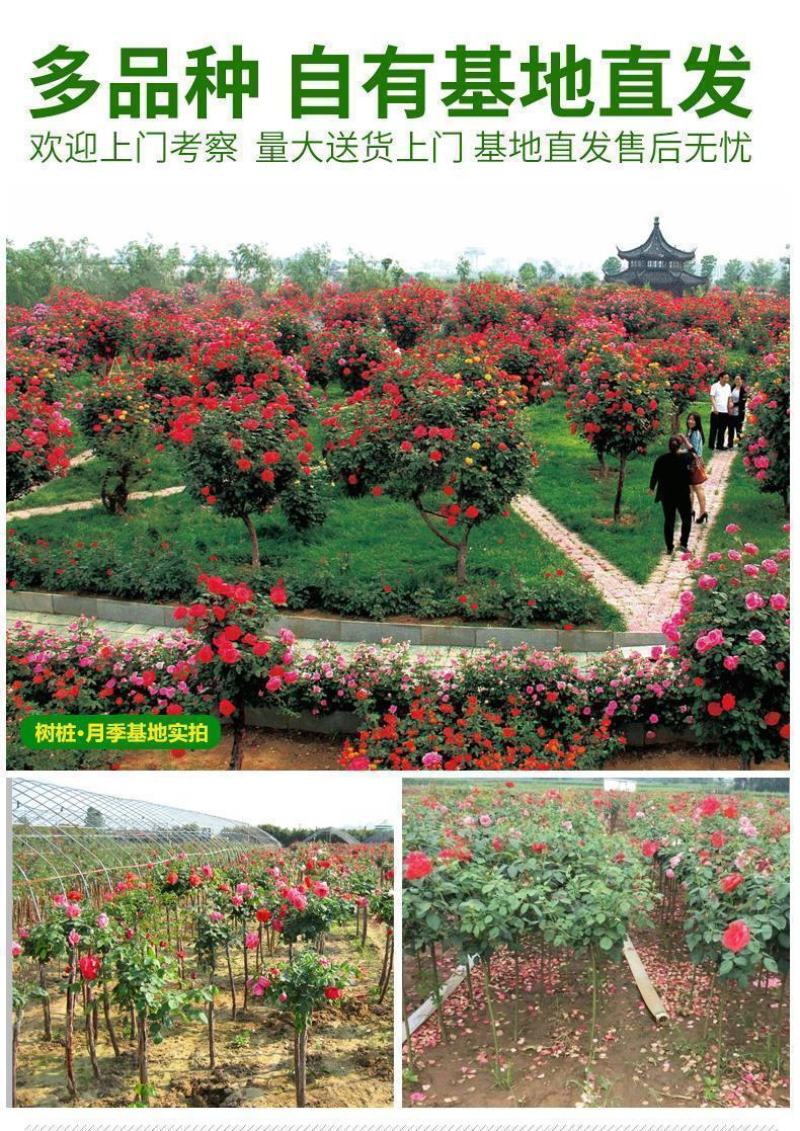 蔷小薇日本白花无刺蔷薇杆子枝条嫁接月季微月棒棒糖砧木容易