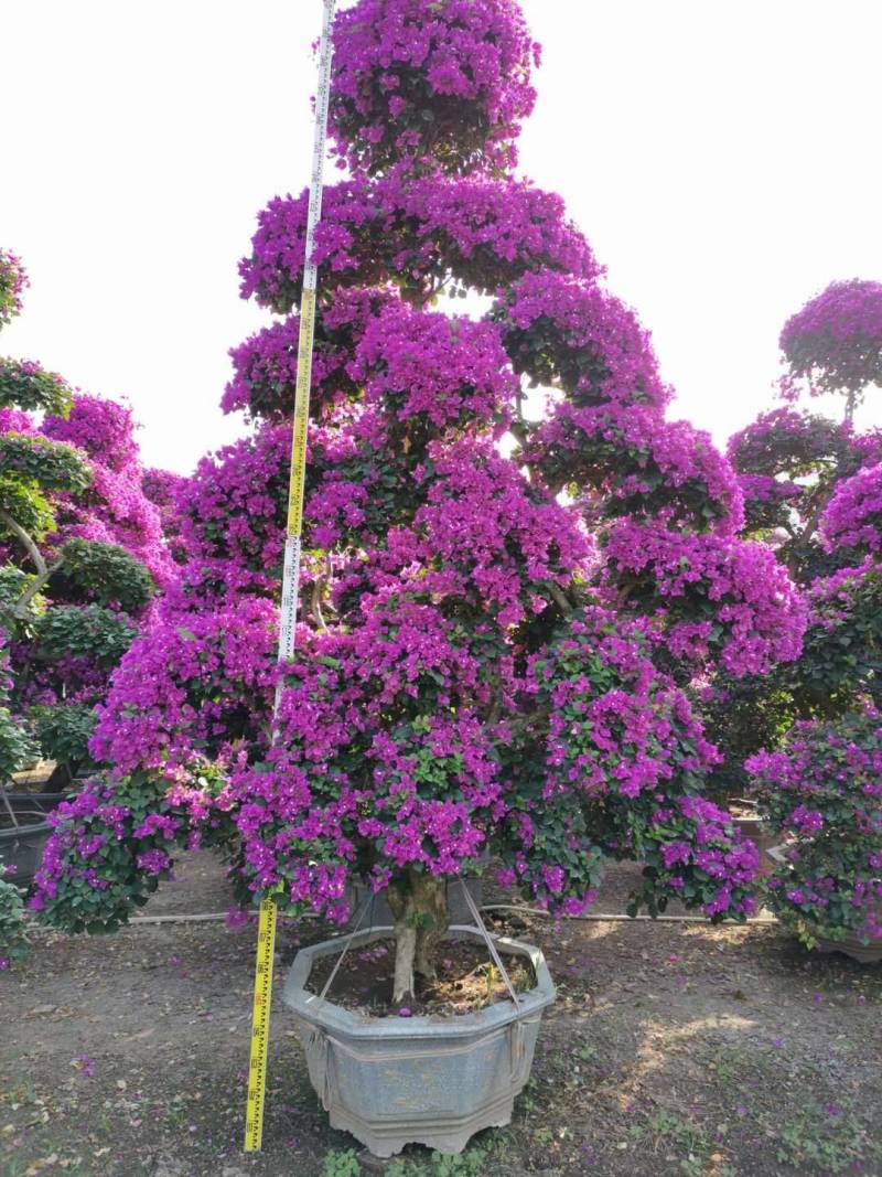 紫花三角梅高度3米紫色花造型三角梅盆景