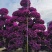 紫花三角梅高度3米紫色花造型三角梅盆景