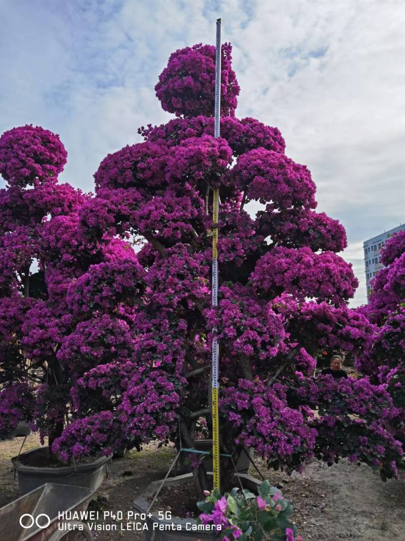 紫花三角梅高度3米紫色花造型三角梅盆景