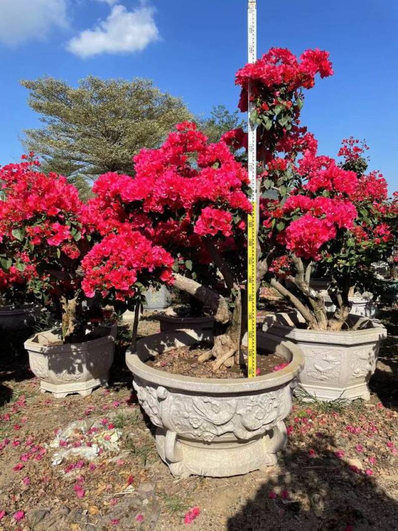 紫花三角梅高度3米紫色花造型三角梅盆景