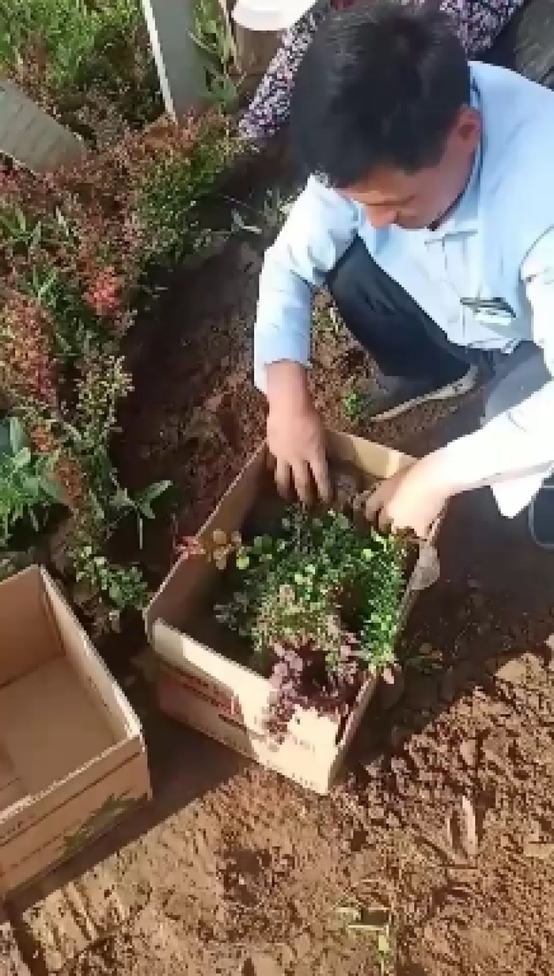 精品平枝荀子大量上市，基地直发直销，欢迎各位老板致电！
