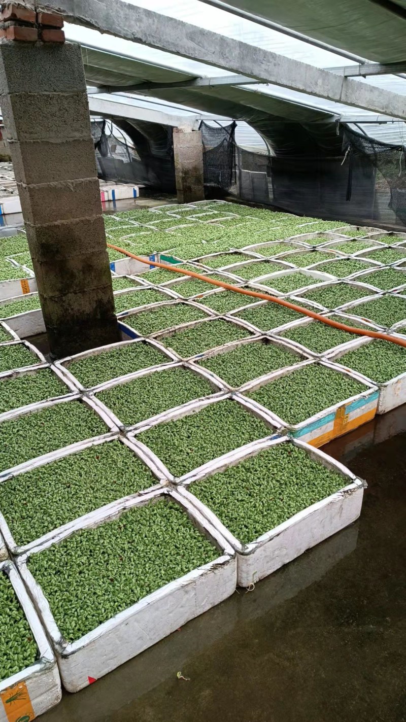 发芽黑豆苗用圆粒黑豆，芽豆一手货源，大量批发