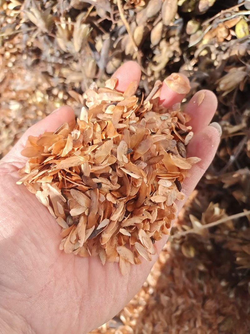 供应红油香椿种子芽苗菜种子，发芽率高，一手货源大量批发。