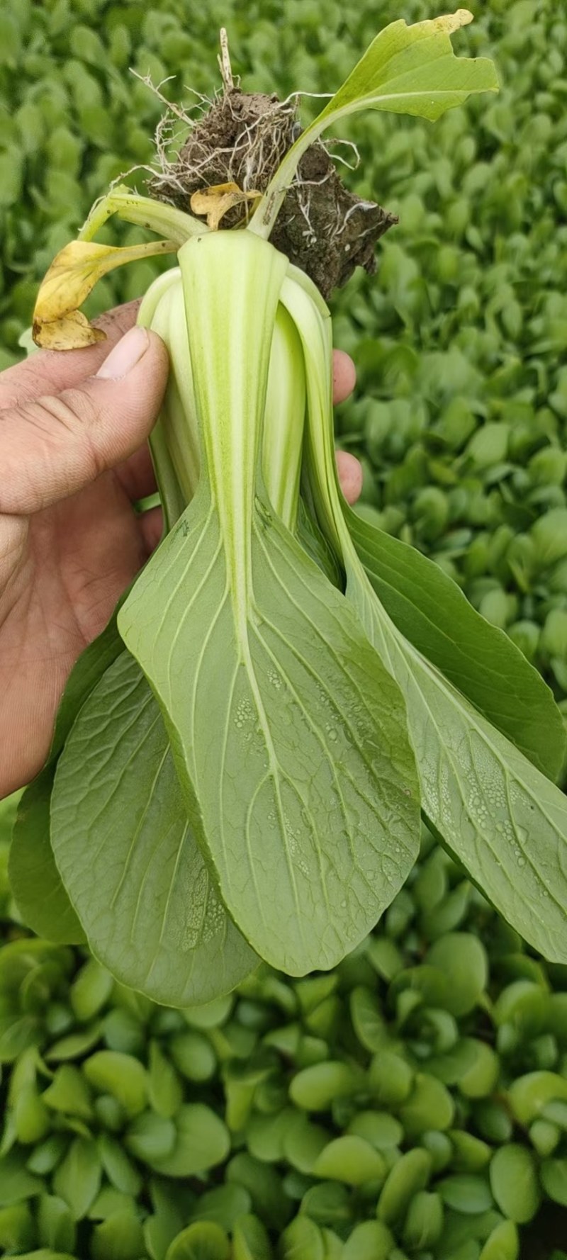 精品中小课青菜，说的再好也没用，好不好老板看，