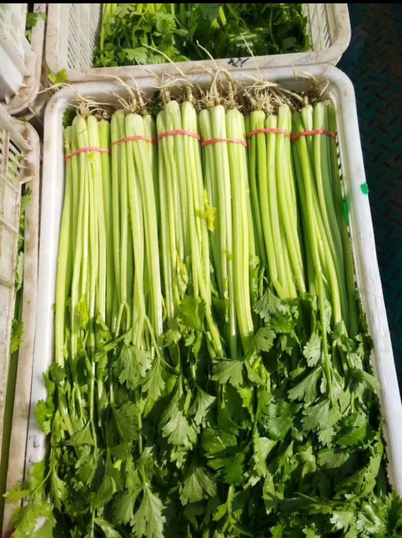 精品中小课青菜，说的再好也没用，好不好老板看，