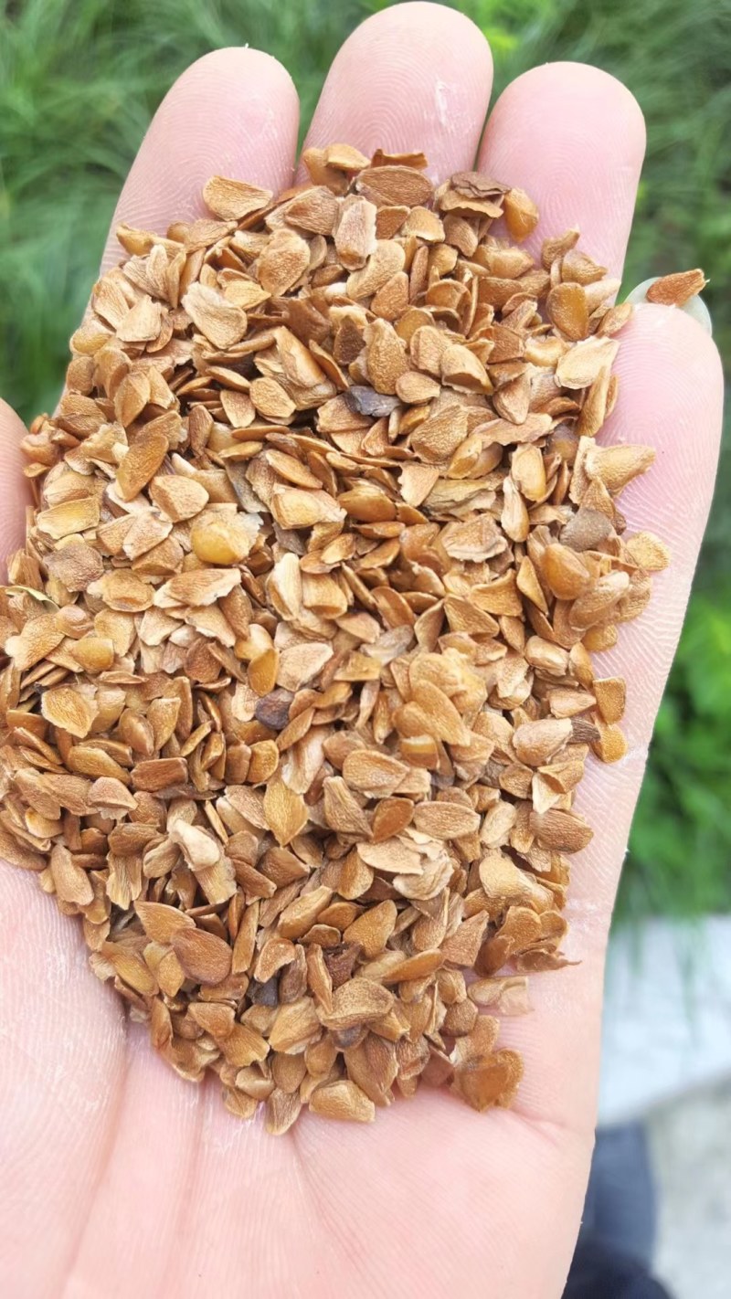 供应红油香椿种子芽苗菜种子，发芽率高，一手货源大量批发。