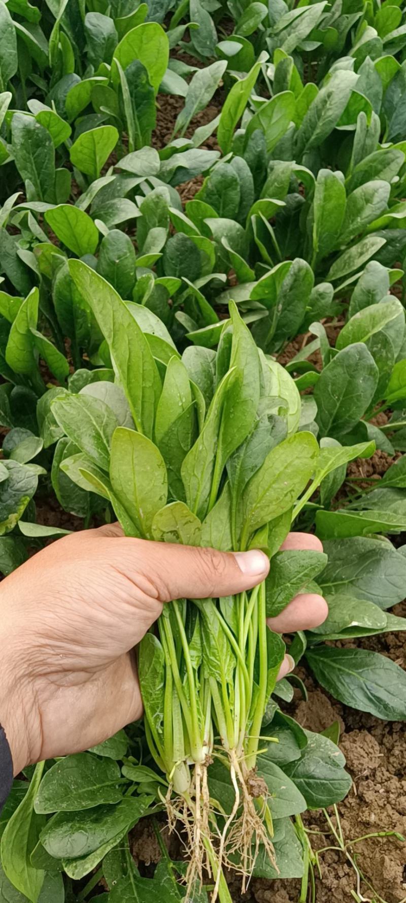 菠菜