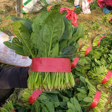 菠菜