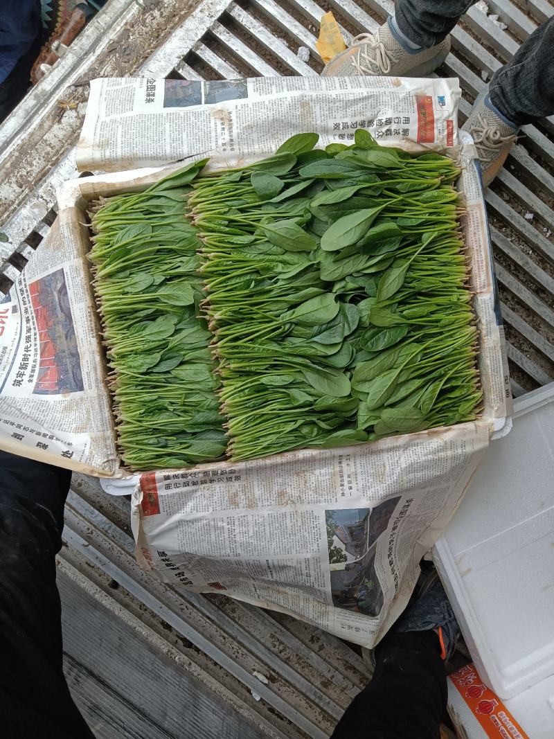 菠菜