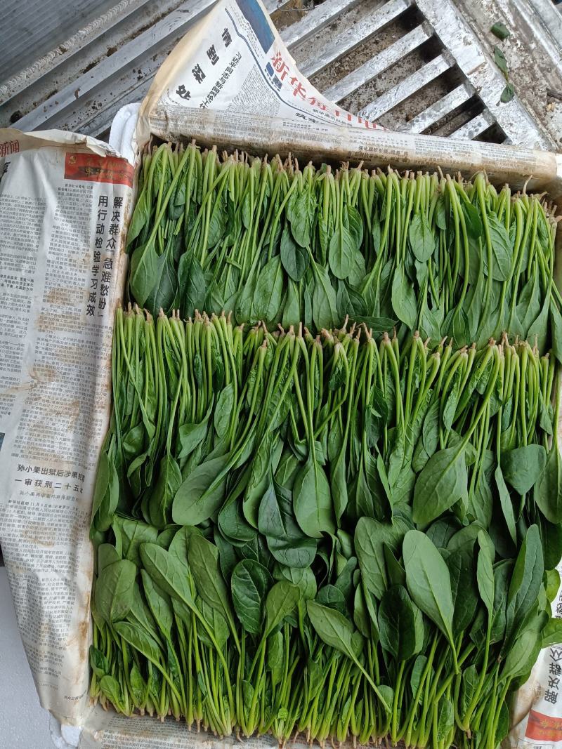 菠菜