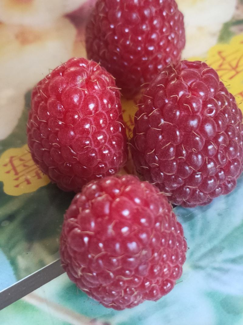 树莓苗红树莓苗，双季红树莓苗产量高品质好常年批发树莓苗