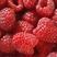 树莓苗红树莓苗，双季红树莓苗产量高品质好常年批发树莓苗
