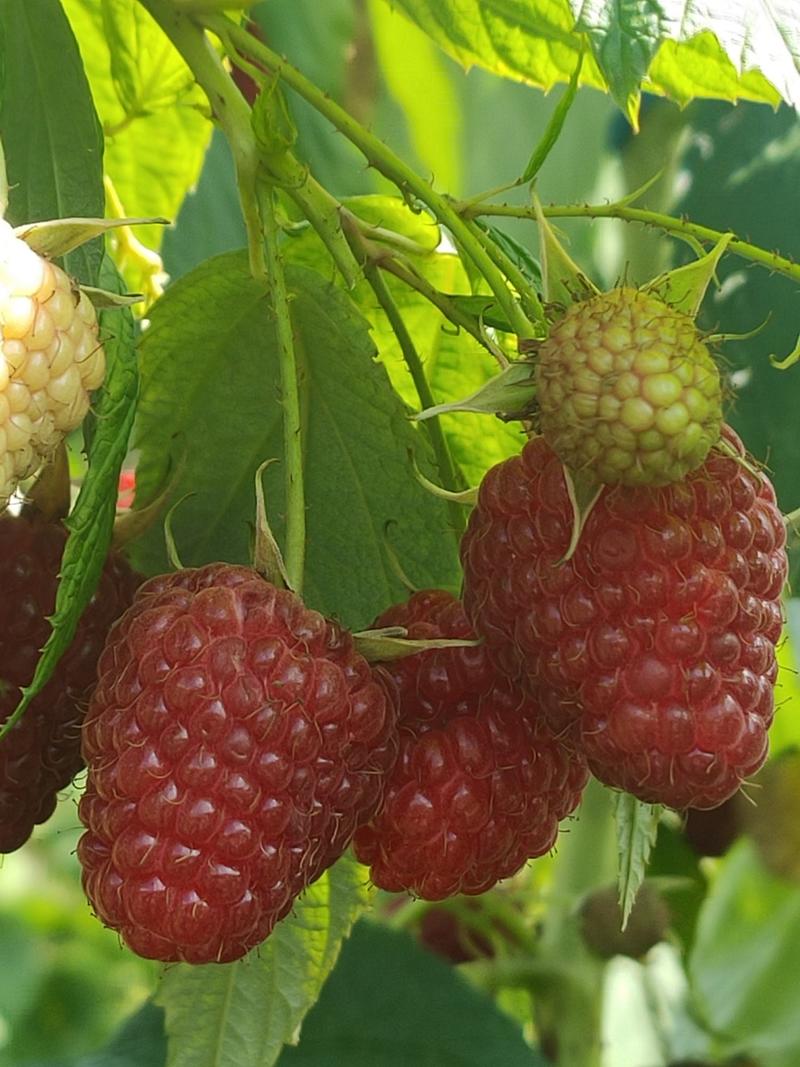 树莓苗红树莓苗，双季红树莓苗产量高品质好常年批发树莓苗