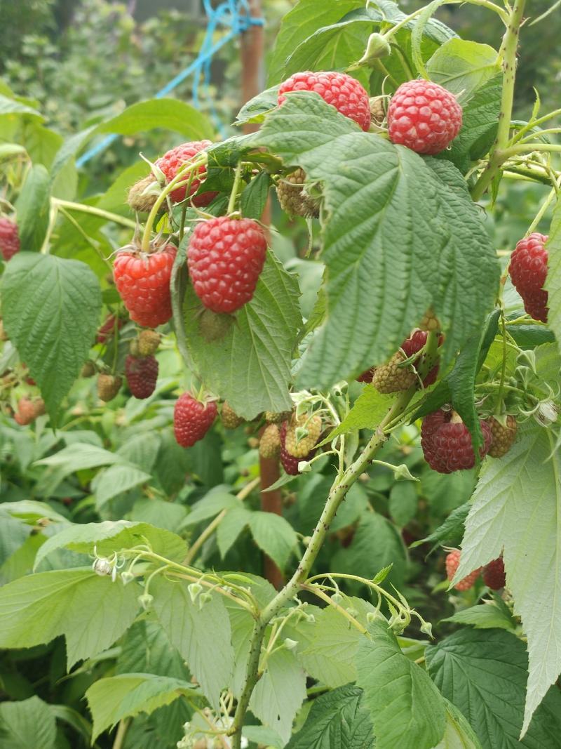 树莓苗红树莓苗，双季红树莓苗产量高品质好常年批发树莓苗