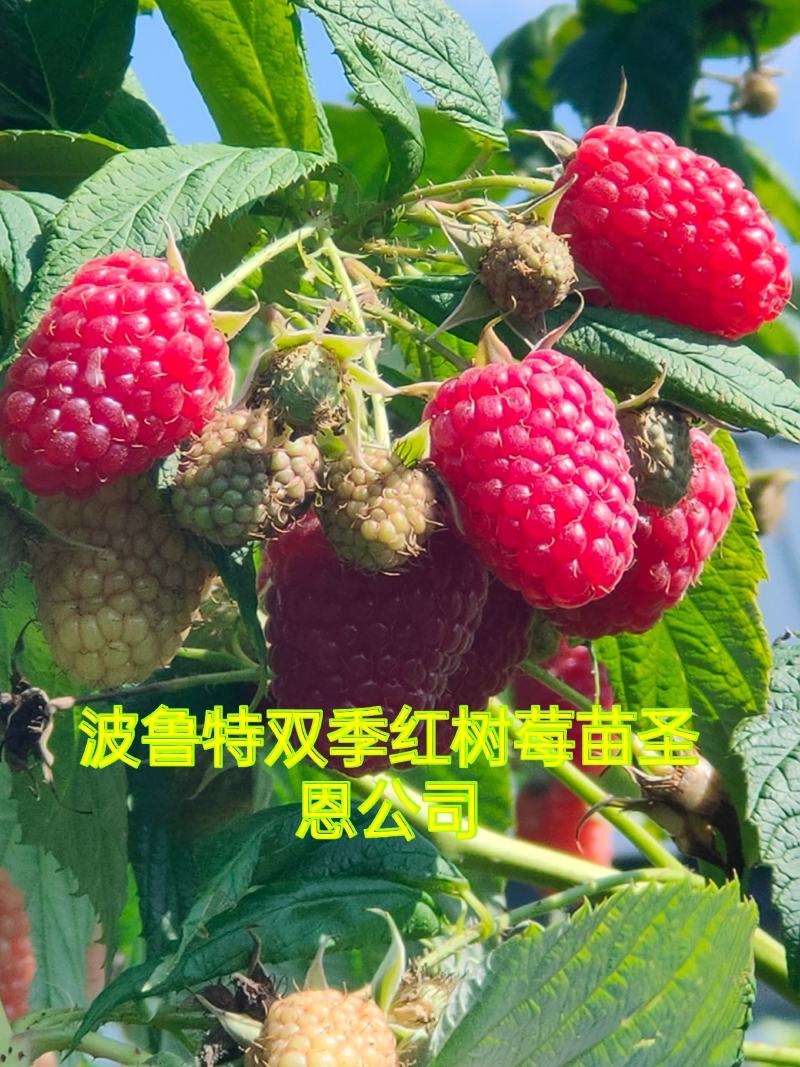 树莓苗红树莓苗，双季红树莓苗产量高品质好常年批发树莓苗