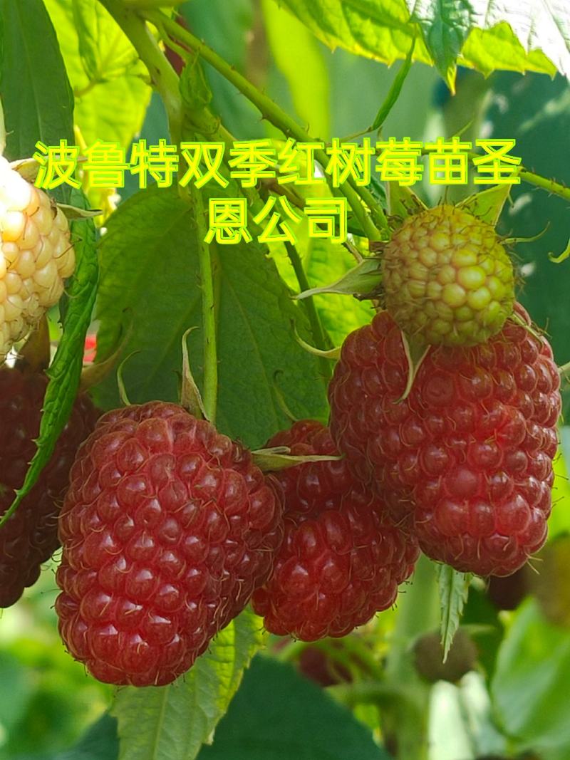 树莓苗红树莓苗，双季红树莓苗产量高品质好常年批发树莓苗