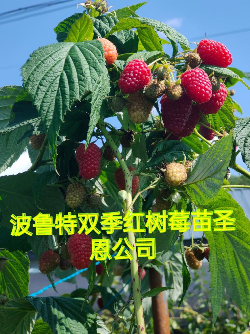 树莓苗红树莓苗，双季红树莓苗产量高品质好常年批发树莓苗