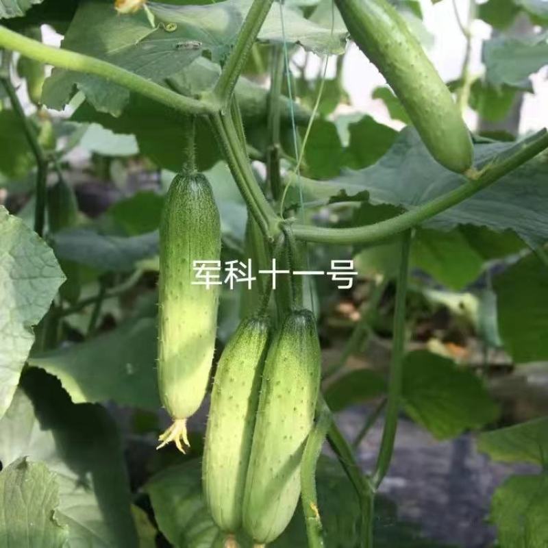 海诺瑞特T21强雌型黄瓜种子脆甜丰产大刺瘤旱黄瓜种子南北