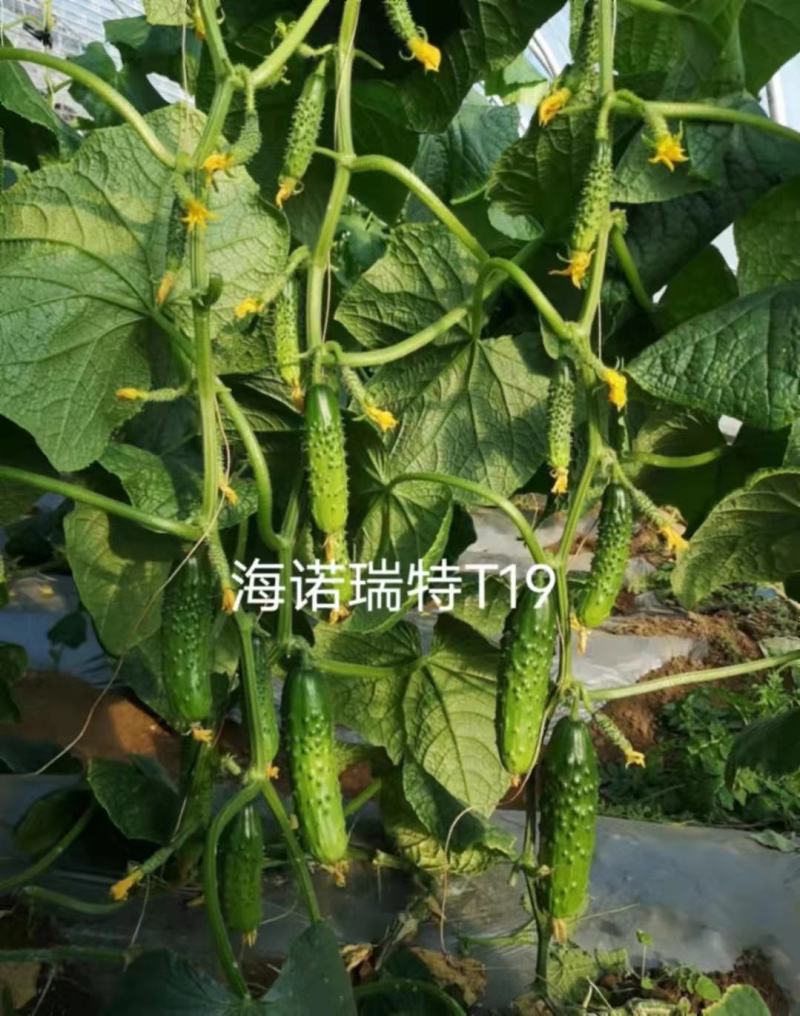 海诺瑞特T21强雌型黄瓜种子脆甜丰产大刺瘤旱黄瓜种子南北