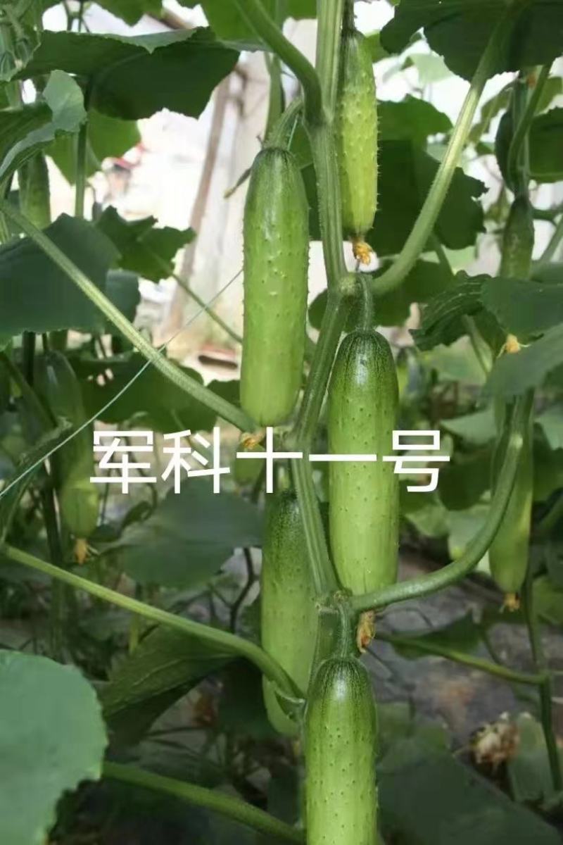 海诺瑞特T21强雌型黄瓜种子脆甜丰产大刺瘤旱黄瓜种子南北