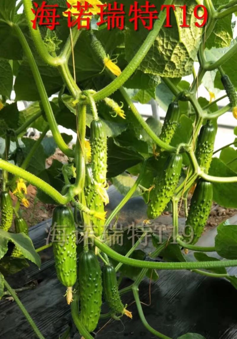 海诺瑞特T21强雌型黄瓜种子脆甜丰产大刺瘤旱黄瓜种子南北