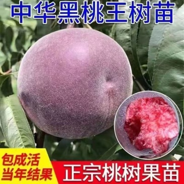 黑桃王树苗嫁接桃树苗盆栽地栽南北方种植当年结果黑桃苗