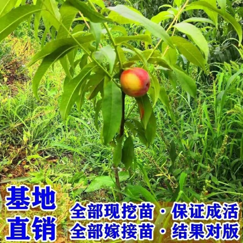 黑桃王树苗嫁接桃树苗盆栽地栽南北方种植当年结果黑桃苗