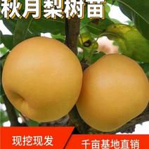 【热卖】山东梨树苗新品种，秋月梨晚熟当年结果现挖现发货