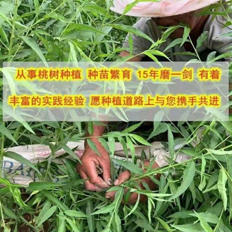 奶油白桃树苗嫁接桃苗盆栽地种南北方种植当年结果白桃树苗