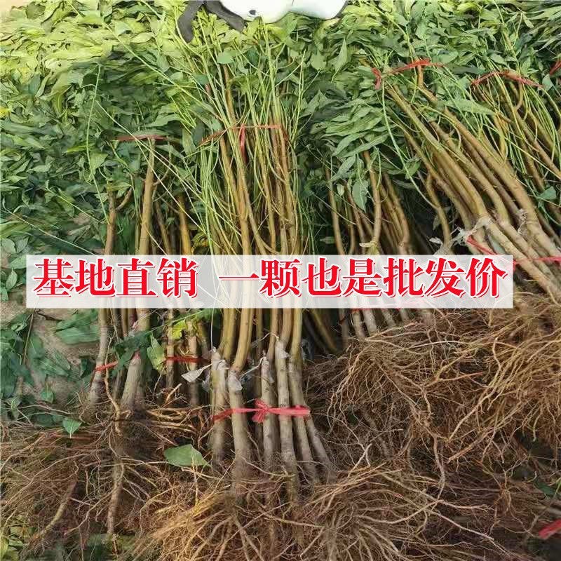 奶油白桃树苗嫁接桃苗盆栽地种南北方种植当年结果白桃树苗