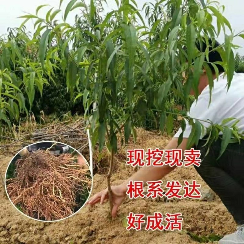 奶油白桃树苗嫁接桃苗盆栽地种南北方种植当年结果白桃树苗