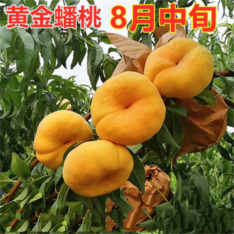 黄金蟠桃苗嫁接桃树苗盆栽地栽南北方种植当年结果桃苗