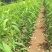 黄金蟠桃苗嫁接桃树苗盆栽地栽南北方种植当年结果桃苗