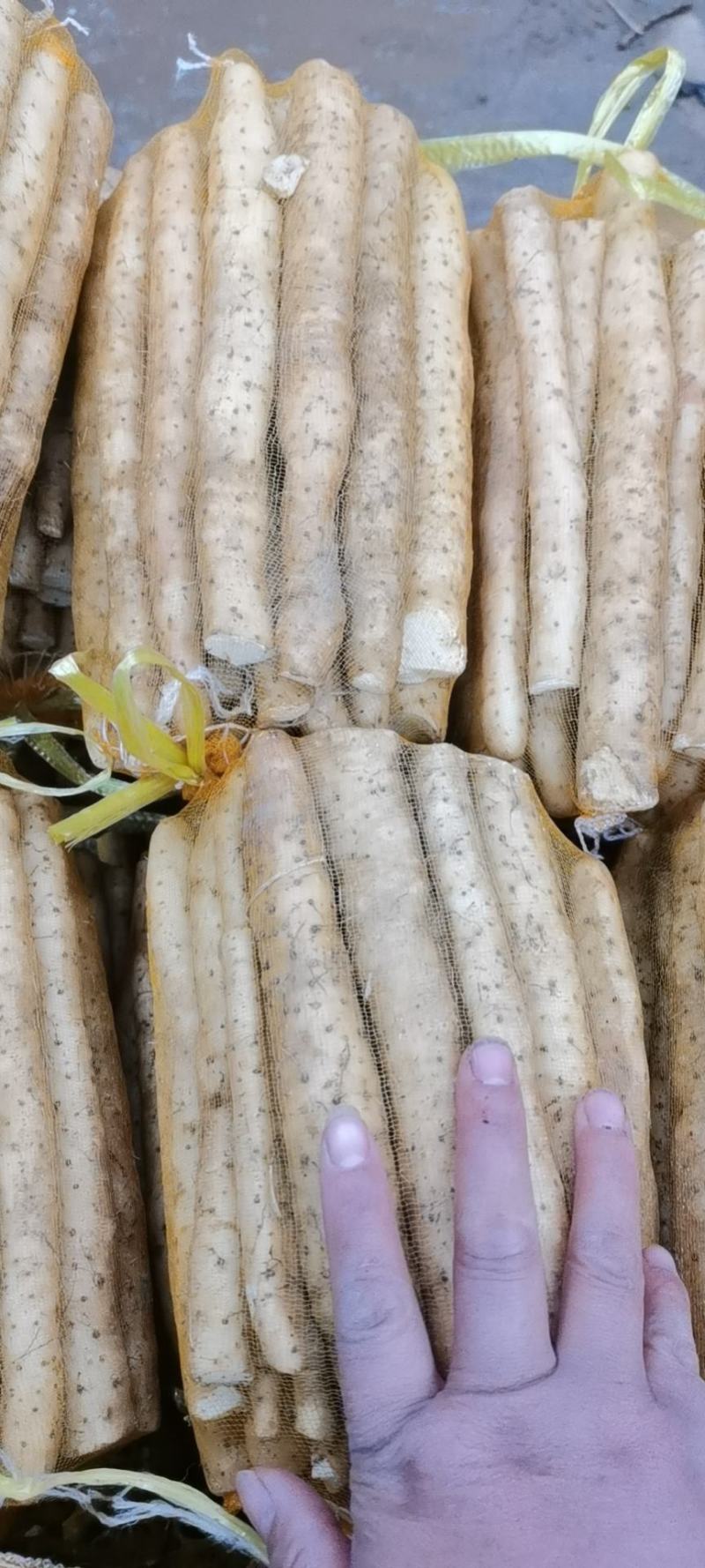 《优选》河北小白嘴山药产地直销，对接商超、饭店、批发商
