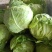 大棚甘蓝包菜现已大量上市！质量好、代发全国