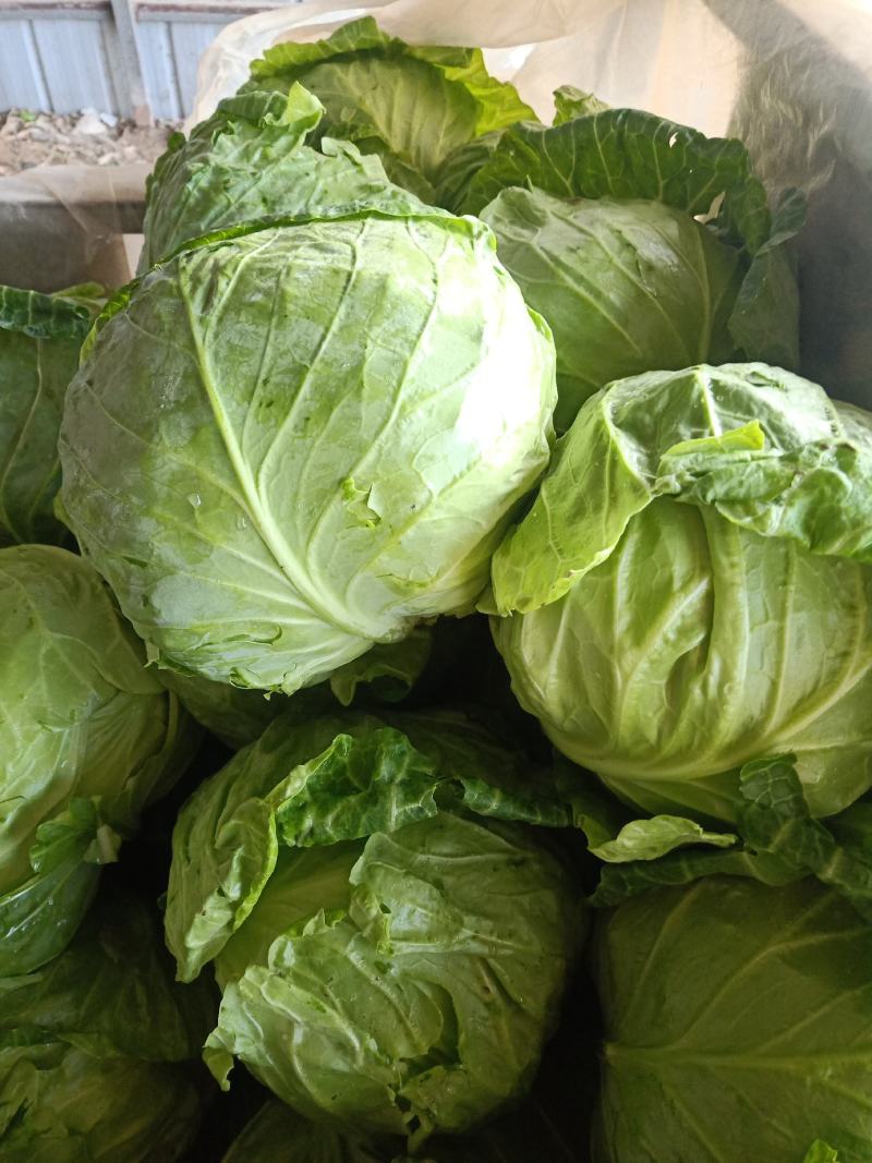 大棚甘蓝包菜现已大量上市！质量好、代发全国
