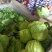 大棚甘蓝包菜现已大量上市！质量好、代发全国