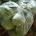 大棚甘蓝包菜现已大量上市！质量好、代发全国