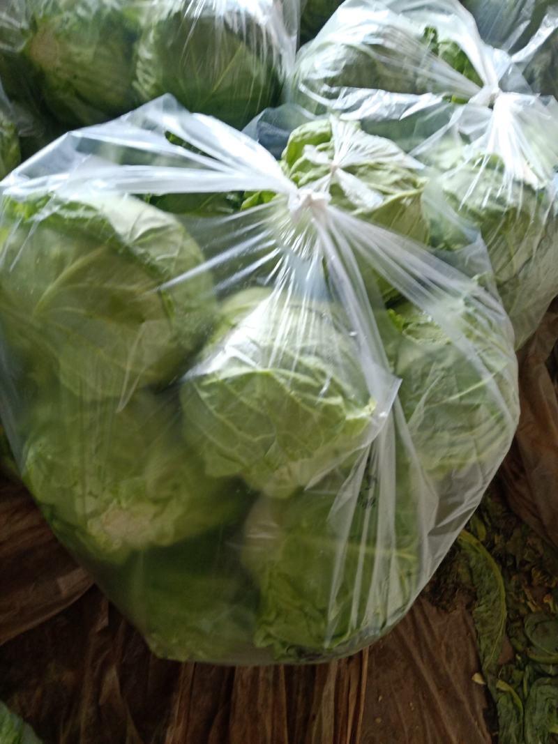 大棚甘蓝包菜现已大量上市！质量好、代发全国