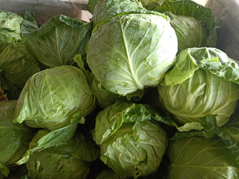 大棚甘蓝包菜现已大量上市！质量好、代发全国