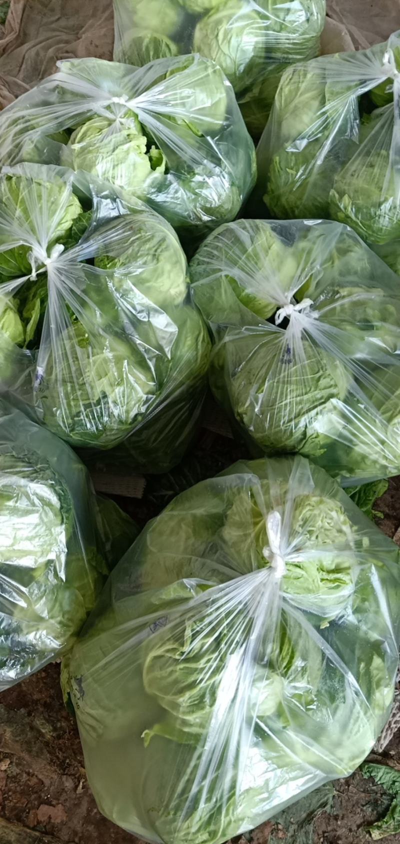 大棚甘蓝包菜现已大量上市！质量好、代发全国