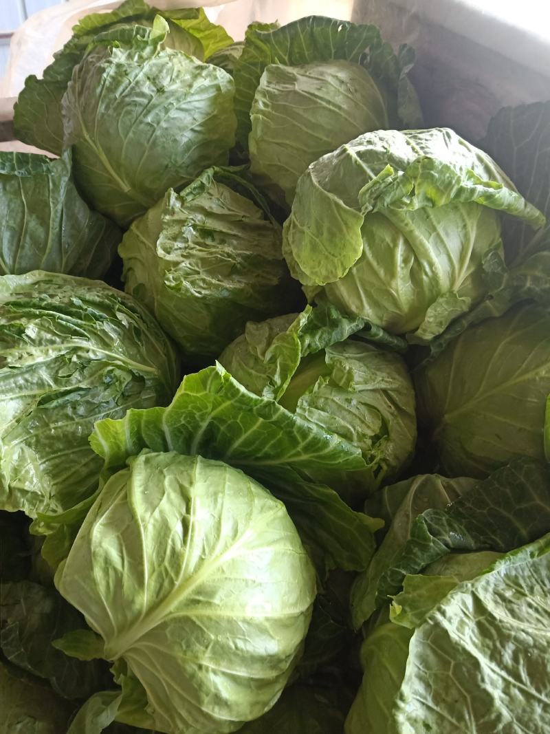 大棚甘蓝包菜现已大量上市！质量好、代发全国