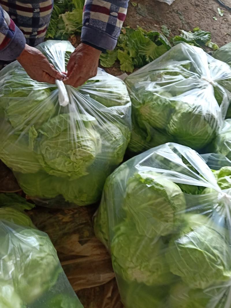 大棚甘蓝包菜现已大量上市！质量好、代发全国