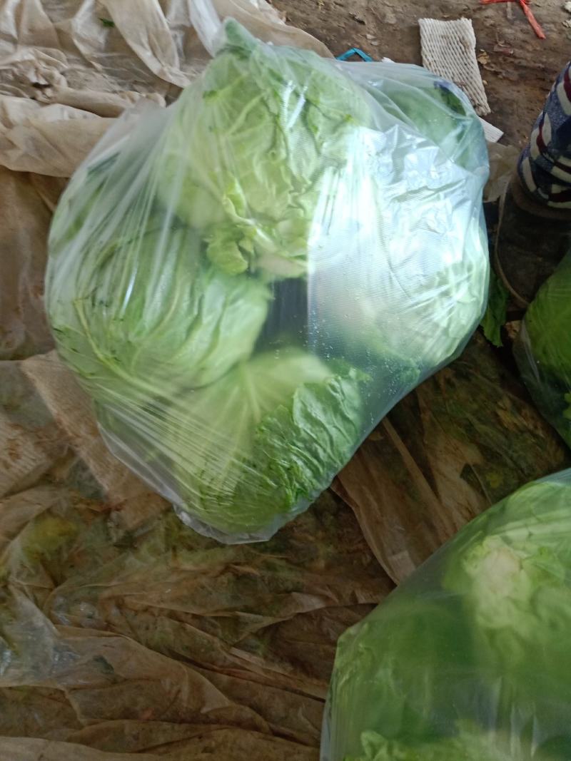 大棚甘蓝包菜现已大量上市！质量好、代发全国